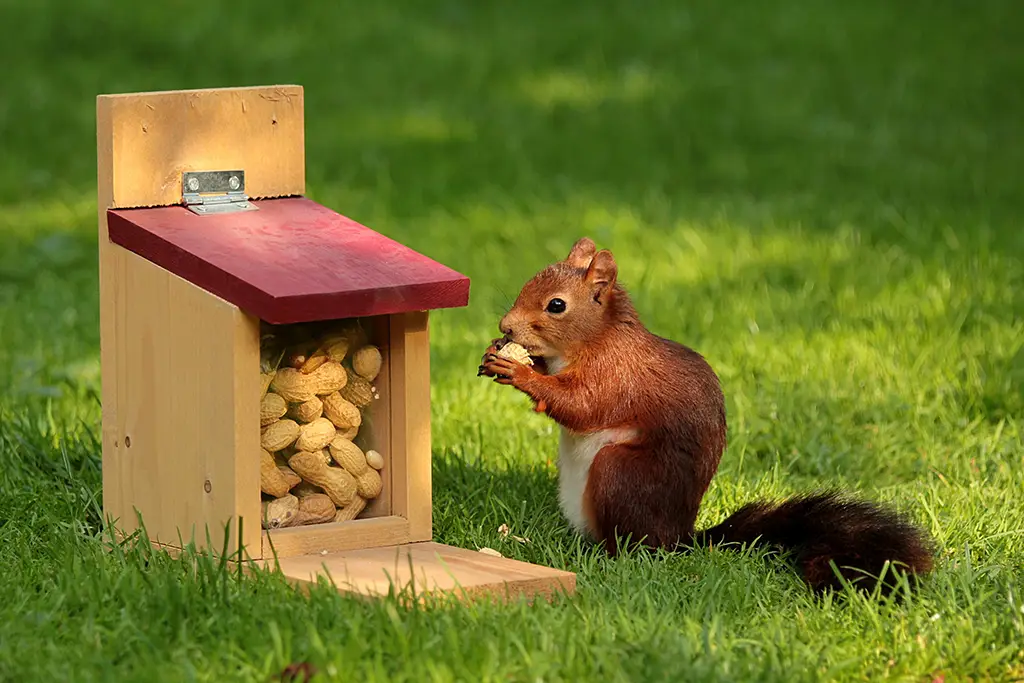Squirrels eat peanuts from bird feeder