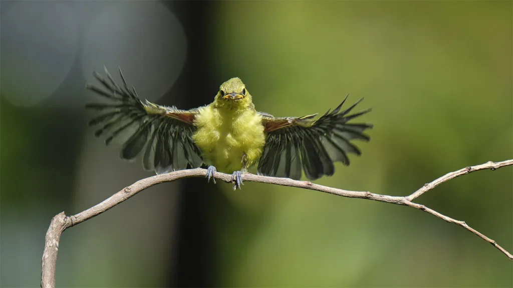 When Do Baby Birds Leave The Nest? (Answered!)