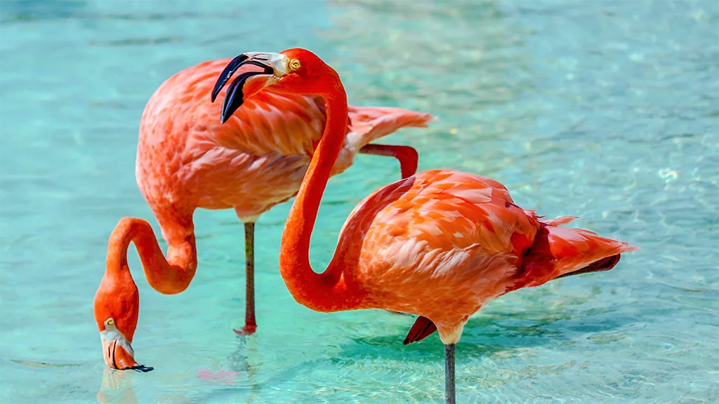 Why Do People Think Flamingos Can't Fly?